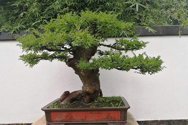 金陵盆景1.jpg