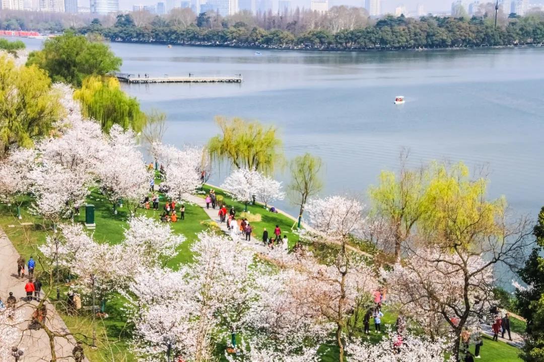 玄武湖樱花大道除了花美,还有.
